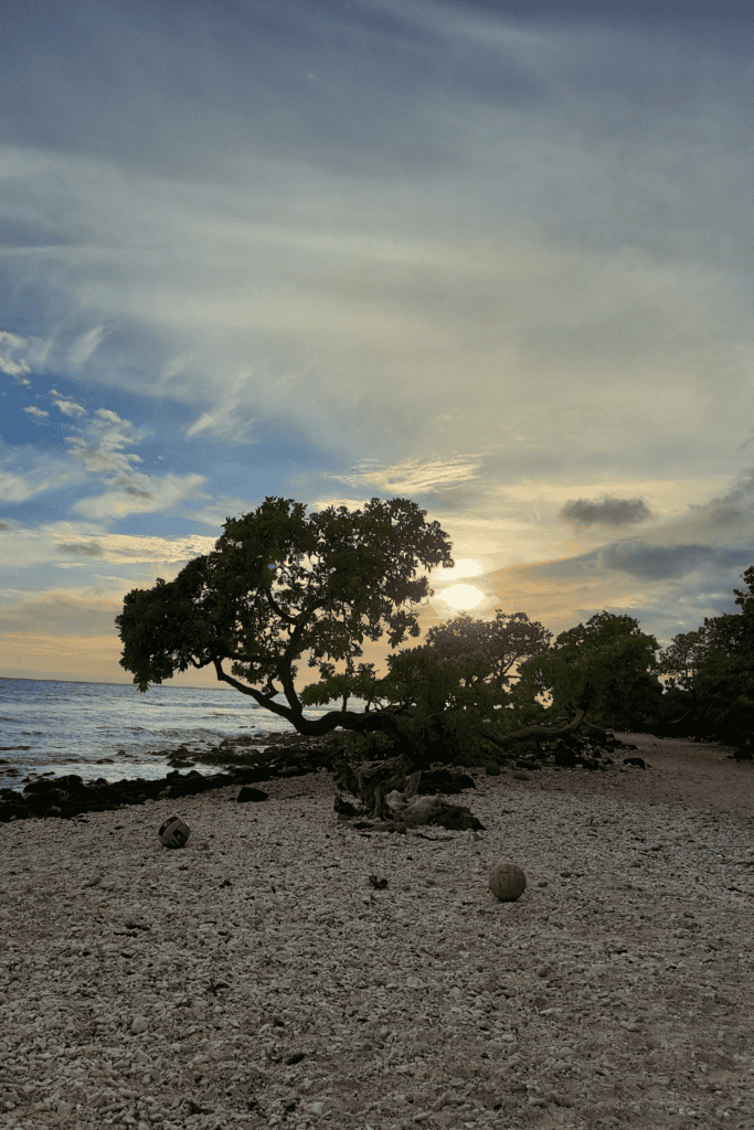 Pine Trees Beach