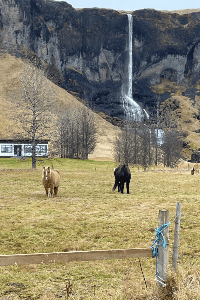 iceland horses