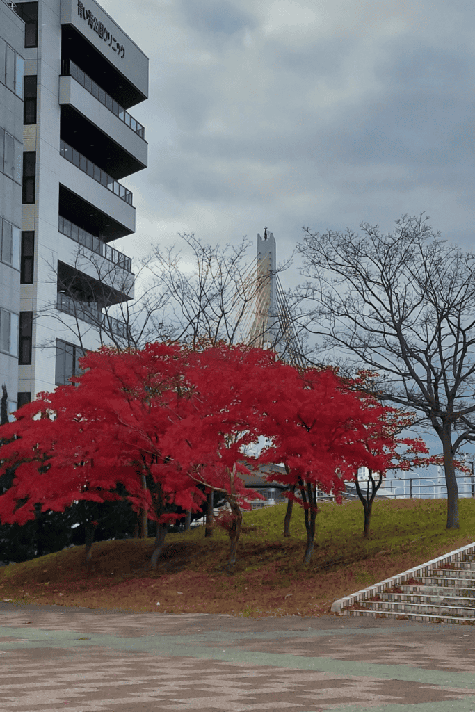 Red Maples Aomori