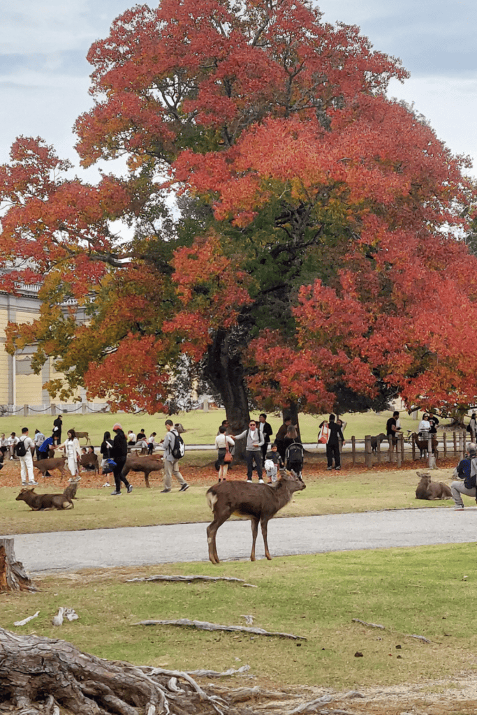 japan in autumn