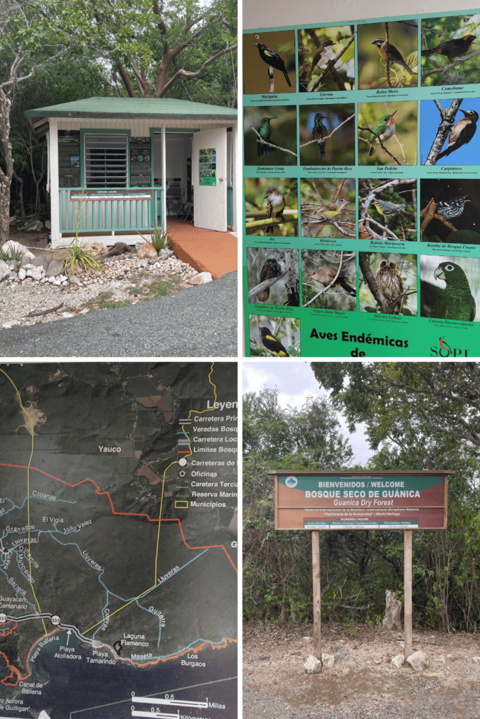 bosque seco de guanica