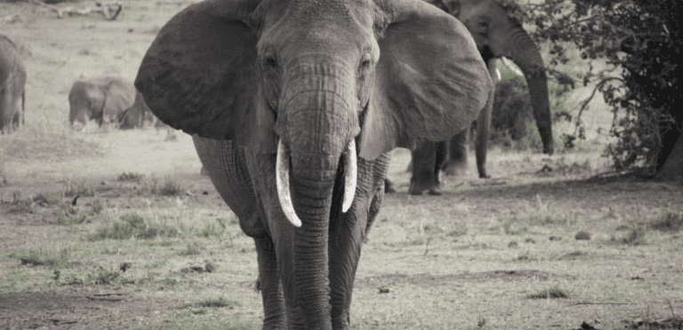 safari in tanzania