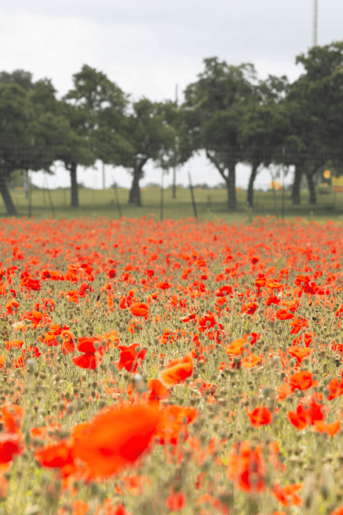 Wildseeds Fredericksburg Poppies