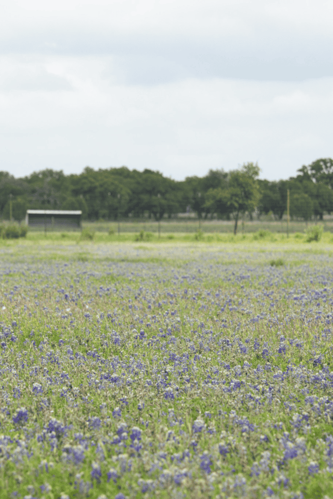 Wild Seeds Blue Bonnets