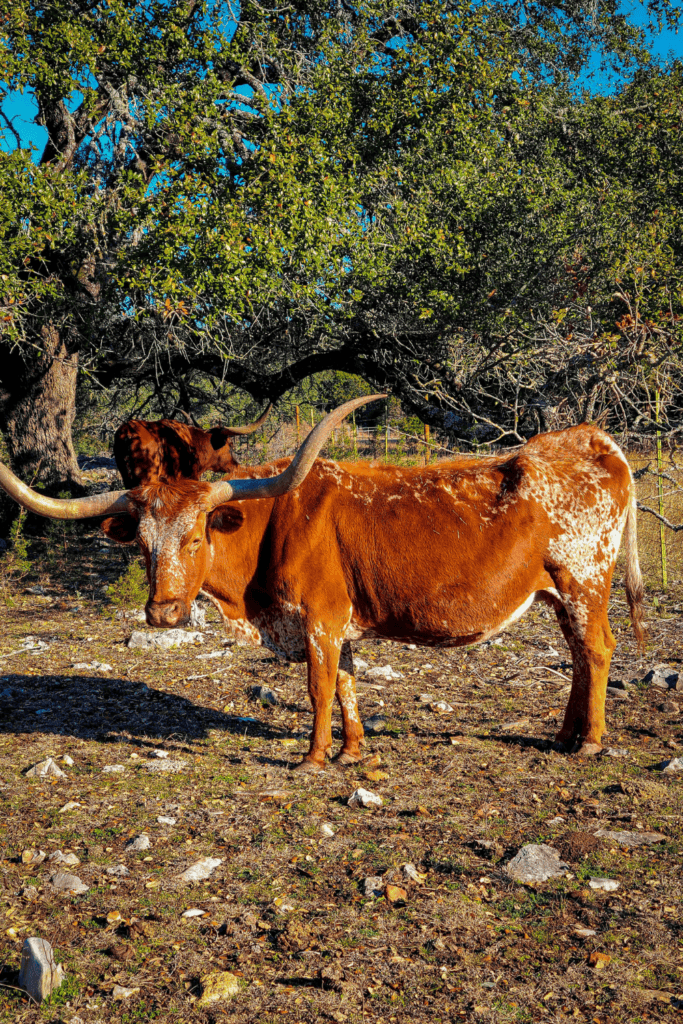 Texas Longhorn