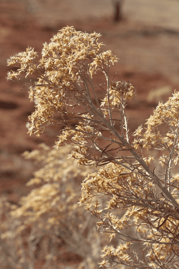 Texas Flora