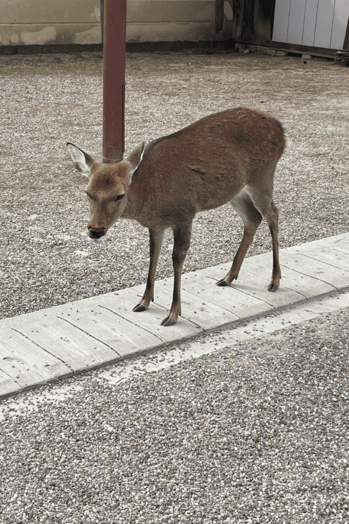 nara park deer