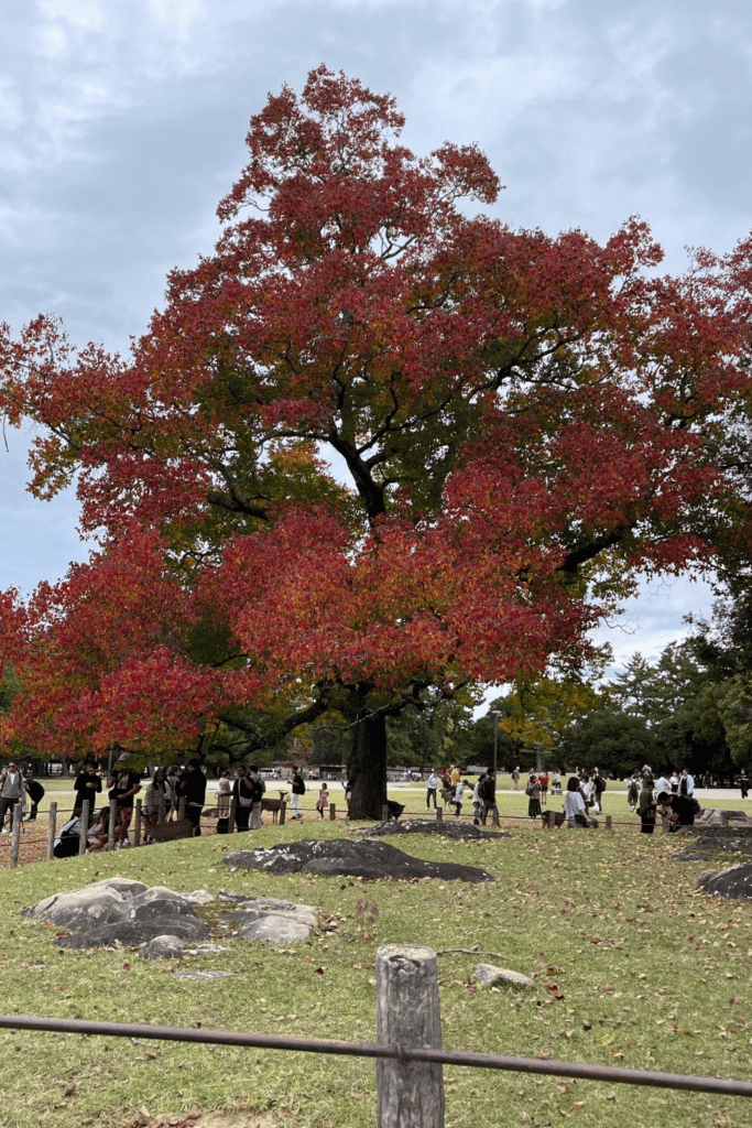 nara park japan