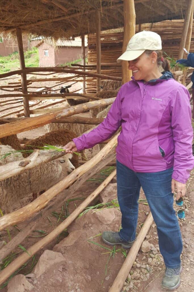 Feeding llamas in Peru