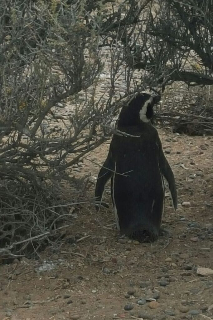 Penguins Argentina