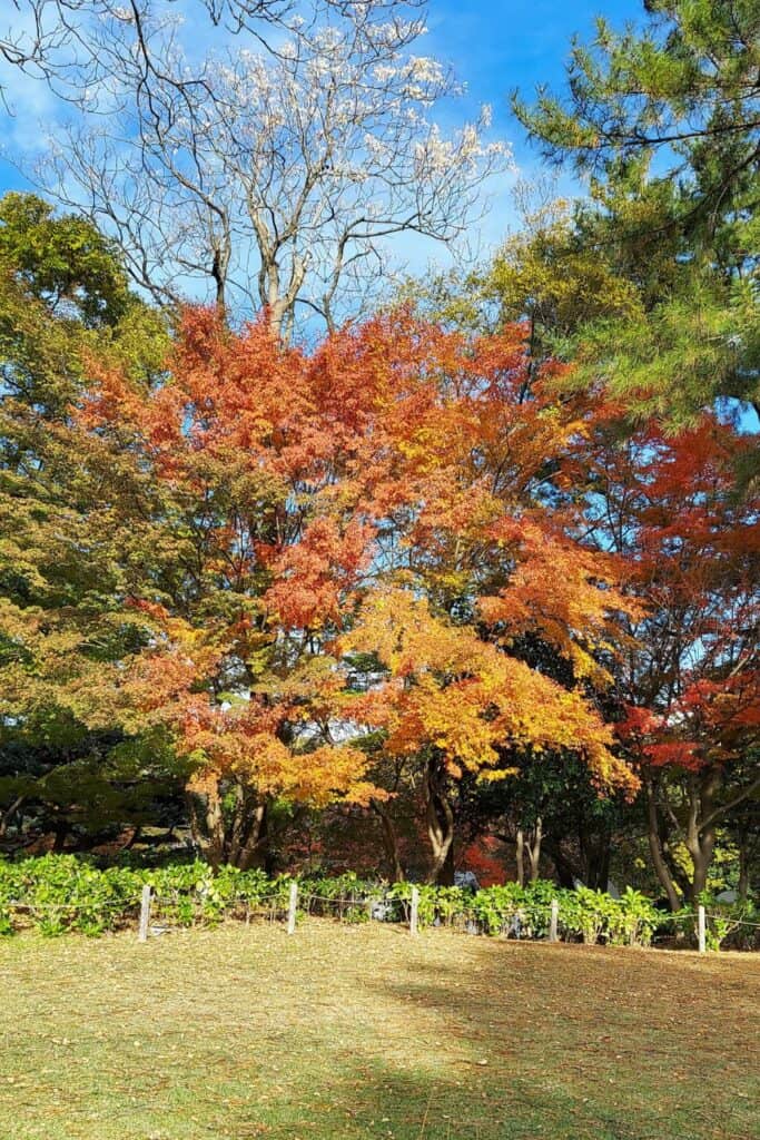 Autumn Colors Sapporo