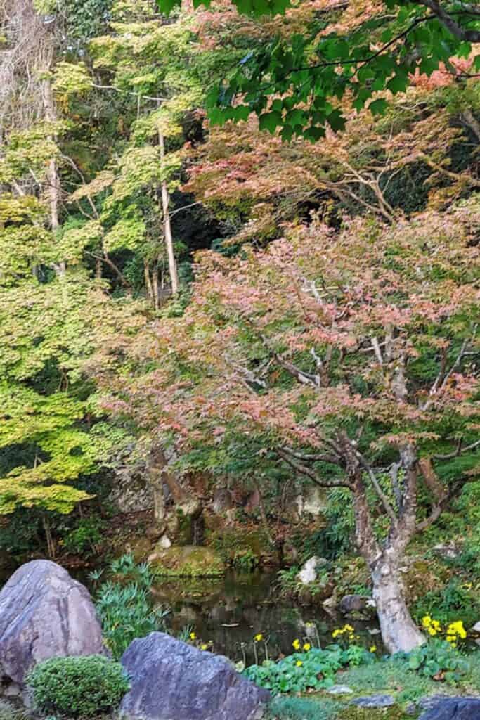 Autumn Foliage