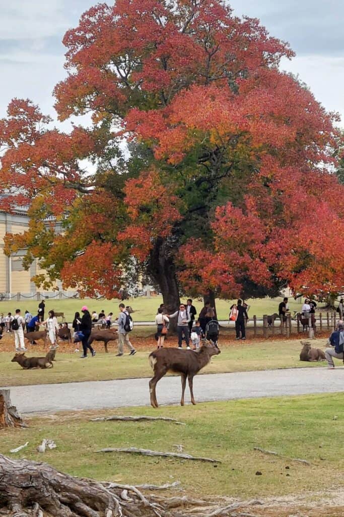 Travel to Japan tips