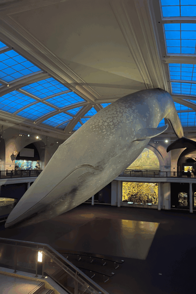 best museums in nyc